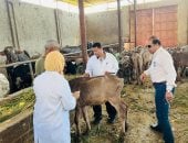 محافظ الدقهلية: تحصين 241 ألف رأس ماشية ضمن الحملة القومية الثانية