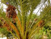 موسم حصاد الخيرات في سيوة.. الواحة من أشهر منتجي البلح في مصر.. التوسع في الزراعة رفع عدد الأشجار لأكثر من مليون نخلة متعددة الأصناف.. وتمد الأسواق بأكثر من 70 ألف طن سنوياً من أجود أنواع التمور.. صور