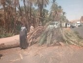 سقوط نخلة يعطل الحركة بطريق أسوان الزراعي.. والوحدة المحلية تتدخل.. صور