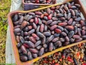 20 جنيها للكيلو.. سعر البلح في مزارع القرين بالشرقية
