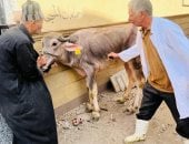 تحصين 254 ألف رأس ماشية ضد الحمى القلاعية وحمى الوادى المتصدع بالدقهلية