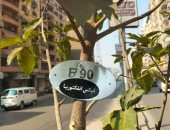زراعة وتكويد أشجار جديدة بشارع ترسا فى حى الطالبية ضمن اتحضر للأخضر.. صور
