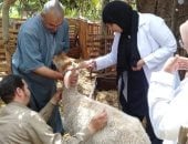 محافظ المنوفية: تحصين ما يقرب من 413 ألف رأس ماشية ضمن الحملة القومية الثانية ضد الحمى القلاعية