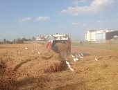 برائحة الياسمين.. حصاد الأرز العطرى فى كفر الشيخ والكيلو بـ130 جنيها.. فيديو