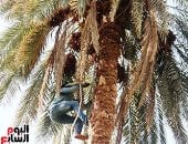 حكاية أصناف البلح الأسواني الجاف.. تاجر يوضح رحلة التمور الجافة من النخلة إلى الأسواق.. أبو زرار: ثمار أسوان لها زبون خاص.. وكل صنف له مذاقه وسعره وطريقة حفظه.."السكوتي والملكابي والبرتمودا" أبرزها.. فيديو وصور