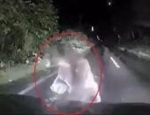 لحظات مرعبة.. دب ضخم يخرج من الظلام ويهاجم سيارة وسط جزيرة يابانية "فيديو"