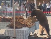 دب يترك الفواكه والخضراوات بحثًا عن المعجنات فى سوق أمريكى.. فيديو
