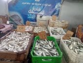 طرح أكثر من 880 كيلو أسماك بأسعار مخفضة بمنافذ التموين فى السويس