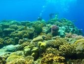 جماليات الكهوف البحرية والشعاب المرجانية في أعماق البحر الأحمر