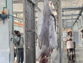 وزيرة التنمية المحلية تعلن التشغيل التجريبى لمجمع مجازر السويس بتكلفة 71 مليون جنيه