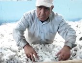 تعرف على أقدم محلج للقطن بدأ تشغيله عام 1913 × 19 معلومة