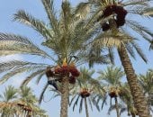 البلح الرطب نور الغيطان.. فرحة أهالى الشرقية بمحصول بلد المليون نخلة