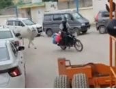 لحظات مثيرة.. بقرة تطارد عامل توصيل حليب على دراجة نارية "فيديو"