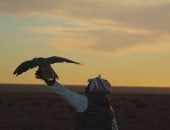 مهرجان الدوحة السينمائى 2026 يحتفى بأربعة أفلام طويلة.. اعرف التفاصيل