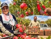 "الذهب الأحمر" يغزو الأسواق العالمية.. انطلاق حصاد محصول الرمان فى 250 فدانا بالظهير الصحراوى للشرقية.. 700 فدانا حجم المساحة المنزرعة في المحافظة.. وإنتاجية الفدان من 12 إلى 15 طن.. فيديو وصور