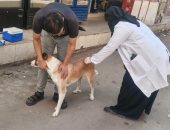 بيطري كفر الشيخ: تحصين 1200 كلب ورفع معدلات التحصين والسيطرة على أعداد الكلاب الحرة