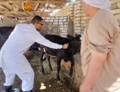 الطب البيطرى بالإسماعيلية يحصن 47 ألفًا و670 حيوانًا ضد الحمى القلاعية 