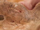 اكتشاف إنسان نياندرتال بجرح بكتفه فى العراق..هل أصابه رمح قبل 75 ألف عام؟