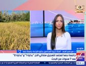 أستاذ زراعة بجامعة بنها: استنباط سلالتين جديدتين من الأرز بإنتاجية 4.2 طن للفدان