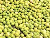 موسم حصاد ثمار الشجرة المباركة وعصر زيتها بمطروح وسيوة.. توريد آلاف الأطنان من الزيتون إلى المعاصر لإنتاج الزيت والتخليل.. زراعة عشرات الأصناف بالمناطق الساحلية على مياه الأمطار.. وواحة سيوة الأكثر إنتاجا.. صور