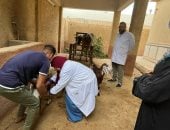 فحص أكثر من 3500 أبقار وأغنام وجاموس بقافلة بيطرية مجانية بقرية كفر الصهبي