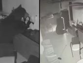 دب عطشان يقتحم منزلا فى فلوريدا ويسرق مشروبات من الثلاجة.. فيديو