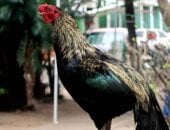 ديك ينتظر صاحبه منذ 8 سنوات أمام مستشفى في بوليفيا.. حكاية وفاء