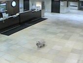 كلب صغير يهرب من المنزل ليزور صاحبته فى المستشفى