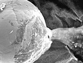 علماء بريطانيون: كائنات فضائية ترسل بذورا للأرض لإنشاء حياة لهم