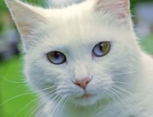 خبير بيطرى يقدم معلومات لم تعرفها عن إخصاء وتعقيم القطط