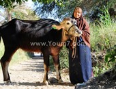 محافظ المنيا يوزع رؤوس ماشية على المستحقين بمركز أبو قرقاص