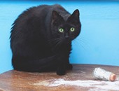 مصورة تطلق سلسلة صور للقضاء على خرافة "القطة السوداء"
