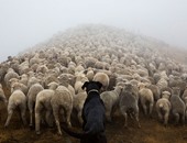 مصور أمريكى يسجل حياة "الكلاب العاملة" بسلسلة صور