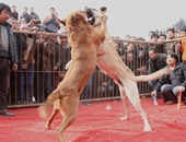 بالصور.. صينيون يحتفلون بعامهم الجديد بمصارعة الكلاب