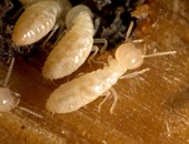 200 لتر "بربيان" من وزارة الزراعة لمكافحة النمل الأبيض فى حلايب وشلاتين
