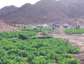 حرق 3 أفدنة مزروعة بنبات الخشخاش بأبورديس فى جنوب سيناء