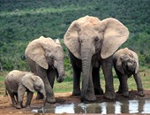 حديقة نيروبى الوطنية أقدم مخزن طبيعى للحيوانات البرية على حافة الاختناق