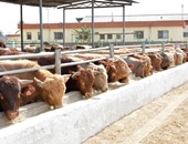 "الزراعة"تستقبل 1200 رأس ماشية من مولدافيا  للذبح الفورى