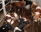 "الزراعة" تكثف إجراء التقصى النشط بمزارع الماشية والأغنام لاحتواء الأمراض