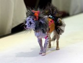 بالصور.. كلب بدرجة "Model".. عرض أزياء للكلاب فى نيويورك لاختيار الأجمل
