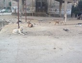 صحافة المواطن: قارئ يشكو من الكلاب الضالة بحى القطامية فى القاهرة الجديدة