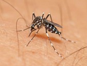 رئيس "بحوث الحشرات": انتقال فيروس زيكا بين الزوجين خلال7 أيام من الإصابة