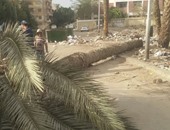 "التعليم": وفاة طالبة وإصابة 3  بعد سقوط نخلة عليهن فى حى الهرم