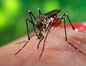 البرازيل تؤكد إصابات بفيروس زيكا بسبب عمليات لنقل الدم