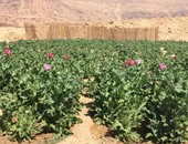 ضبط أرض مساحتها 2 فدان مزروعة نباتات تستخدم فى صناعة المخدرات بجنوب سيناء