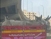 سيارة "أبو عصام الجزار" المحملة بالحمير تتصدر تويتر.. ومغردون: صحة وعافية