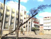 الحماية المدنية تزيل أثار سقوط شجرة فى شارع المحطة بالجيزة
