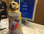 جمع تبرعات لصالح الكلاب المشردة فى طوكيو