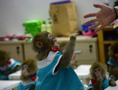 بالصور.. استعدادات الصين للاحتفال بعام القرد
