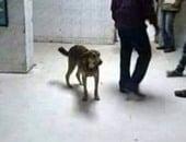 تداول صورة لكلب ضال بـ"استقبال" مستشفى بالمنيا..و"الصحة" تحيل الواقعة للتحقيق